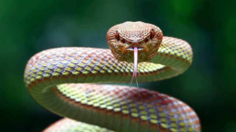 animal